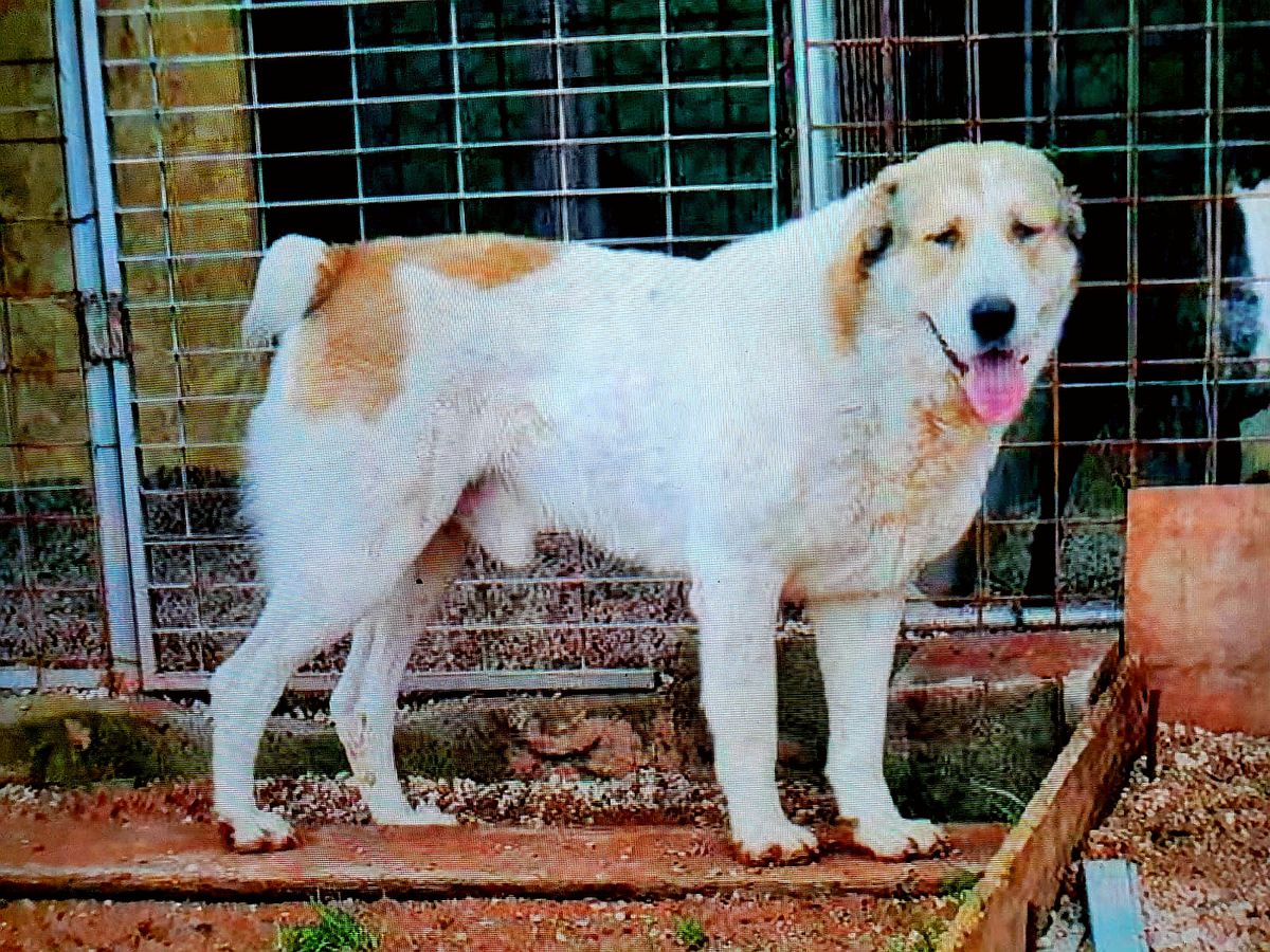 Alamat Samuil Kan | Central Asian Shepherd Dog 