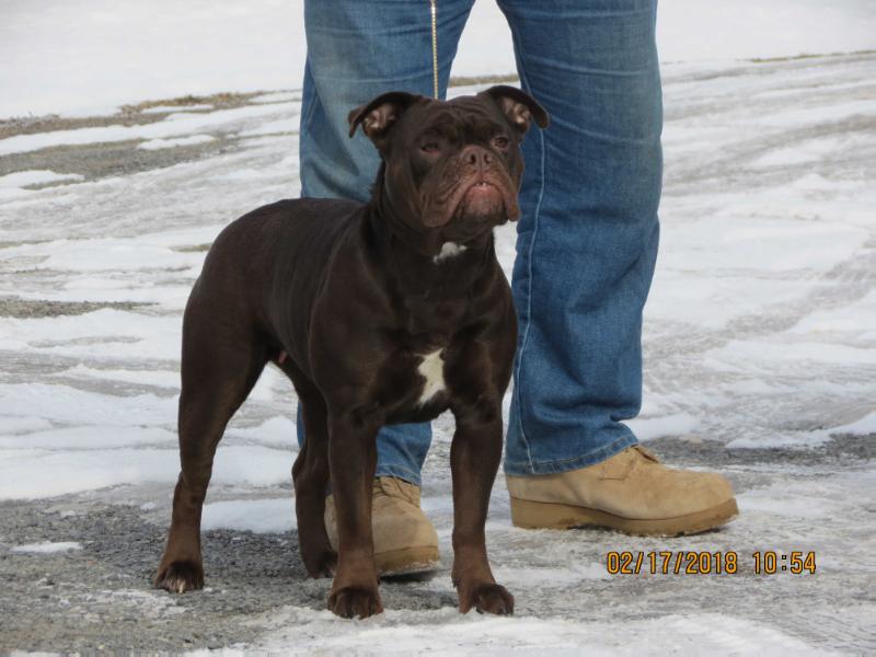 Nuyorican Bulldogges Double A | Olde English Bulldogge 