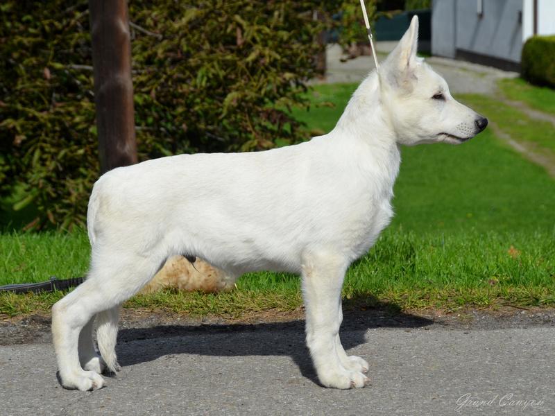 TRACKER Grand Canyon | White Swiss Shepherd Dog 