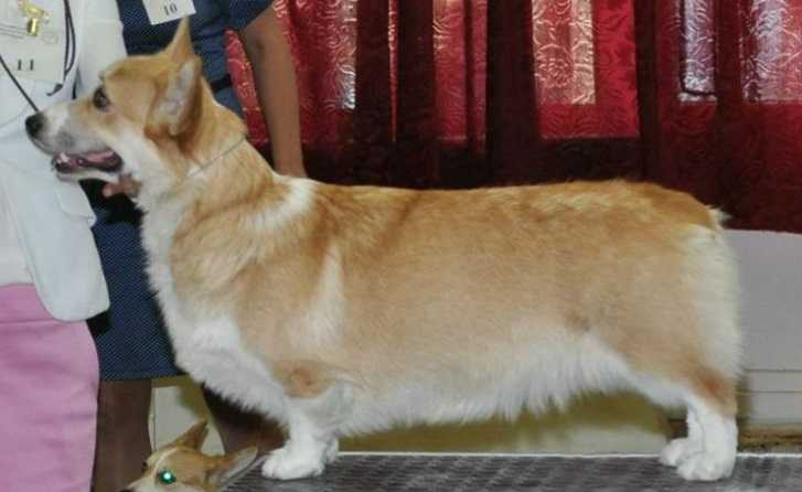 Solntse Oldenburga Selena is my Star | Pembroke Welsh Corgi 