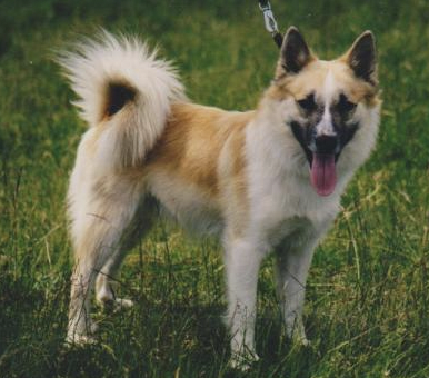 Gimgölets Nökkvi | Icelandic Sheepdog 