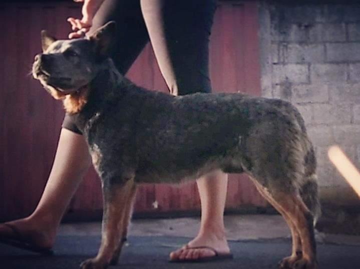 Aru OLR | Australian Cattle Dog 