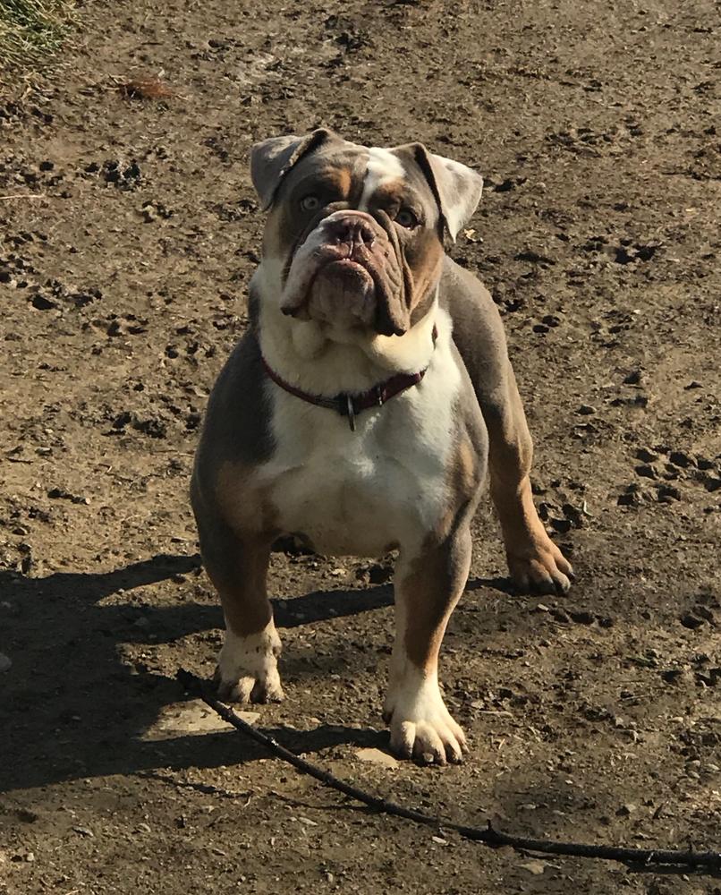 Alpha &amp; Omega's Purple Primrose of 3B Bullies | Olde English Bulldogge 