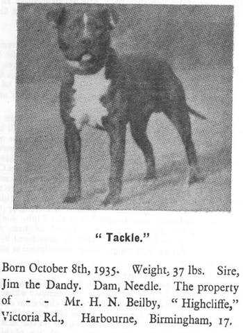 Tackle | Staffordshire Bull Terrier 