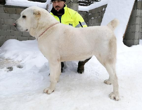 J-Vampirica iz Petra Velikog | Central Asian Shepherd Dog 
