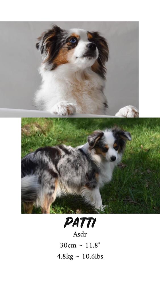 United Traveler Patti | Australian Shepherd 