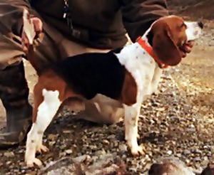 Bedlam Vicar II | Beagle 