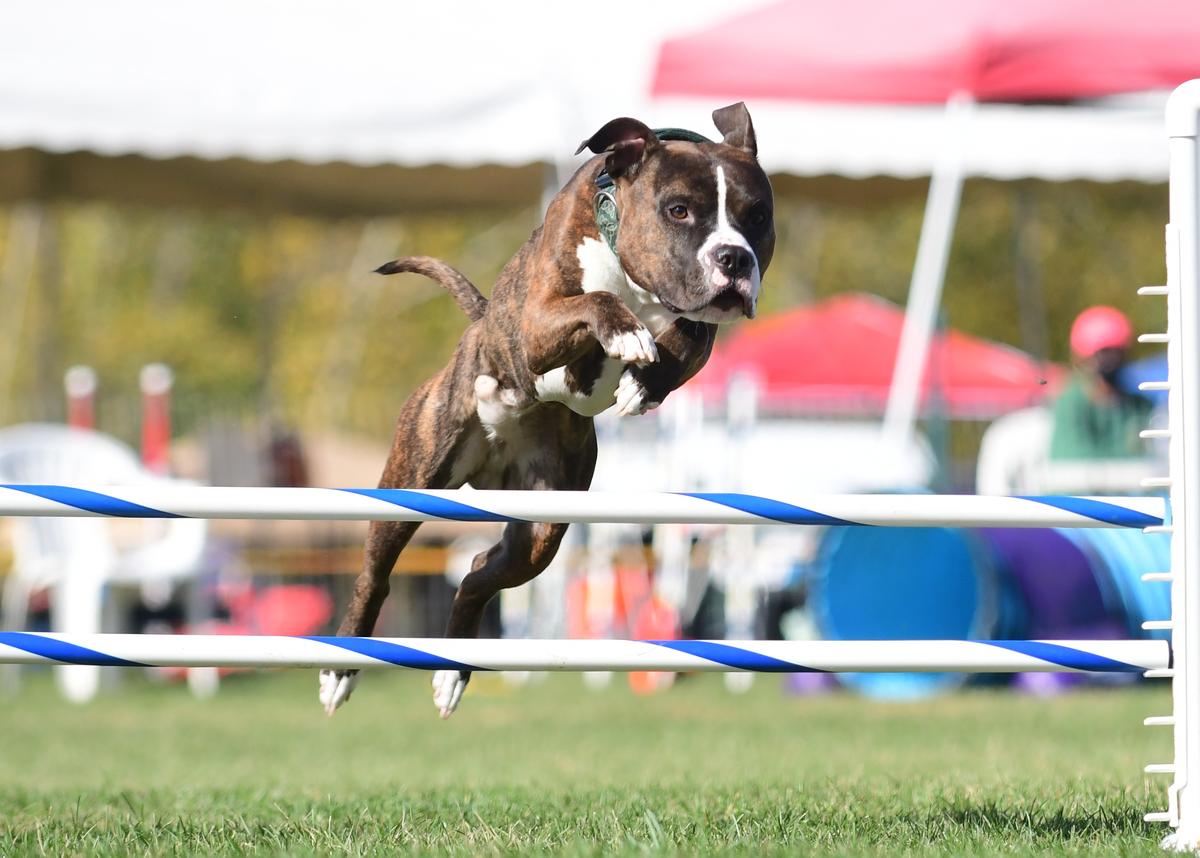 Schaber's When The Last Rune is Cast @ One Stone | American Staffordshire Terrier 