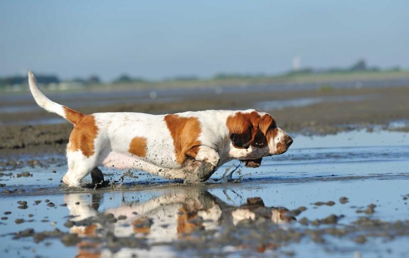 Caprice of shaggy ridge | Basset Hound 