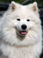 Angel Ayona Lusiena | Samoyed 