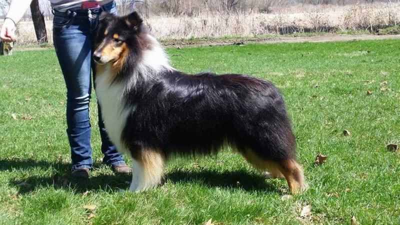 Sollis Memories of the Heart | Rough Collie 