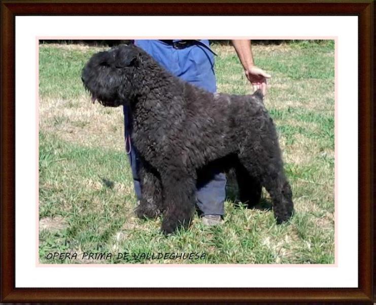 Opera-Prima de Valldeghuesa | Bouvier des Flandres 