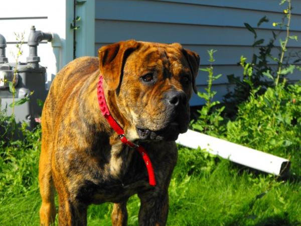 Zeus Duece Perkins | Olde English Bulldogge 