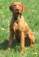 Cseles Zöldmáli | Hungarian Wirehaired Vizsla 