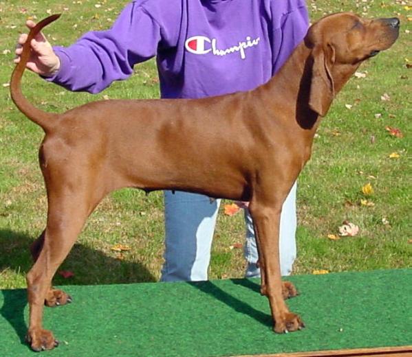 Redcoat Dusk Till Dawn | Redbone Coonhound 