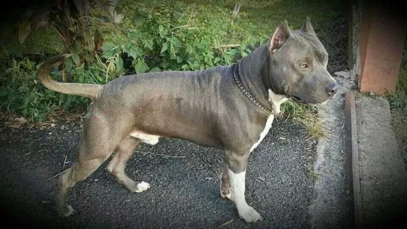 'MLP 'Jacko The Only Thing | American Pit Bull Terrier 