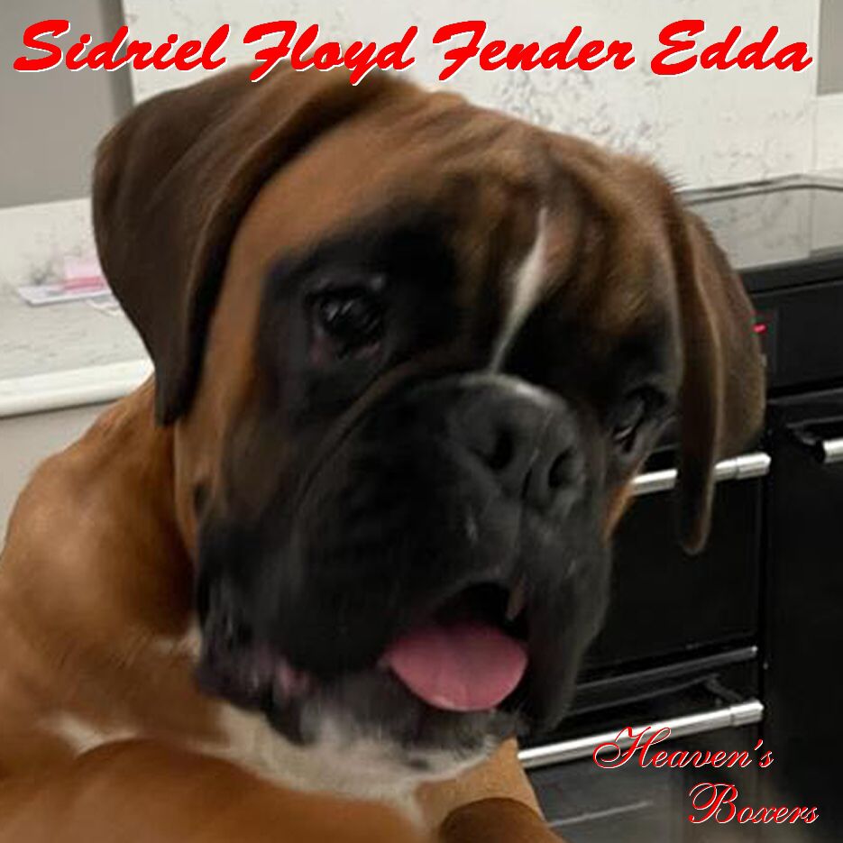 SIDRIEL FLOYD Fender Edda | Boxer 