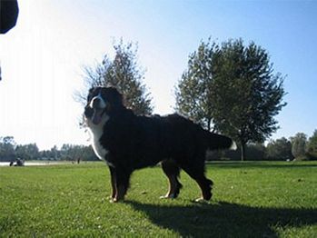 Faith van Bangaïs | Bernese Mountain Dog 