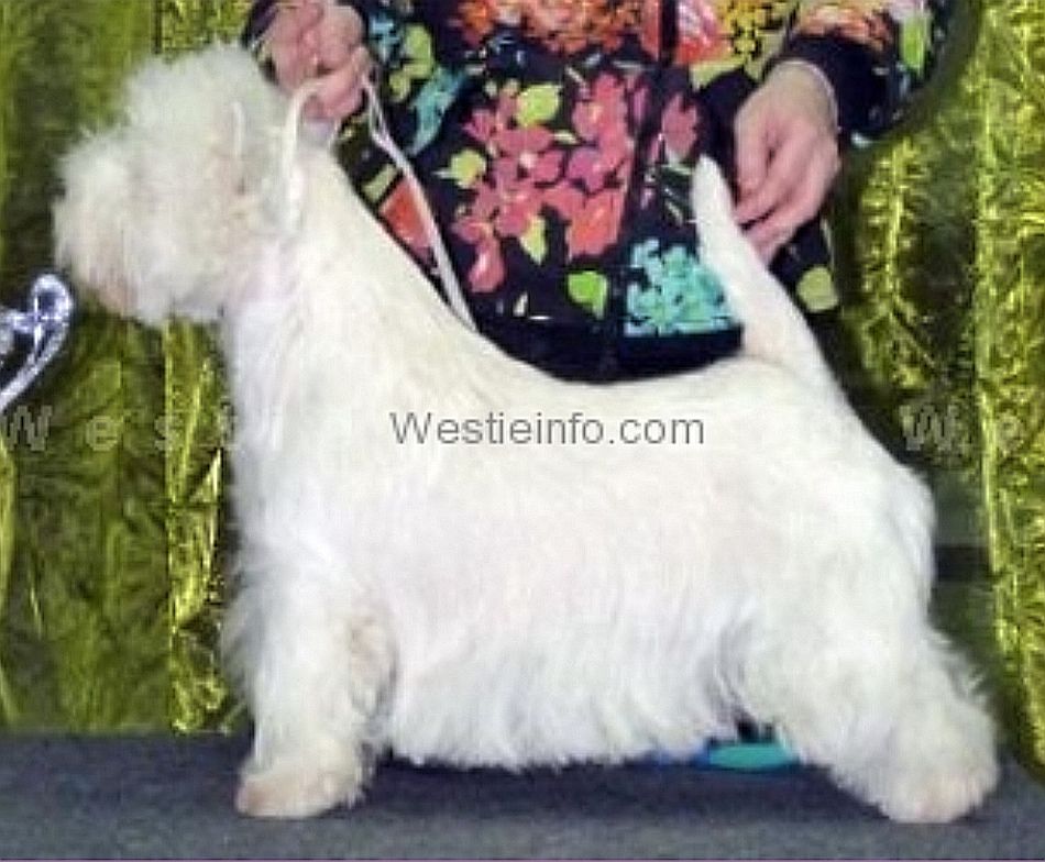 Flanagan Sunshine Celebration | West Highland White Terrier 