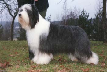 Midnight's keep on knocking | Bearded Collie 