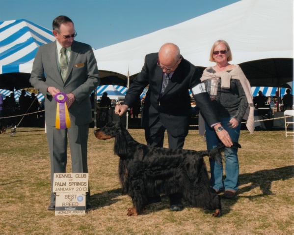 Sundance Serendipity | Gordon Setter 