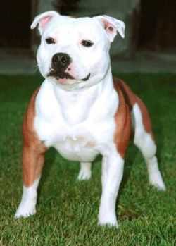 IZUMIS ONE MORE TIME | Staffordshire Bull Terrier 