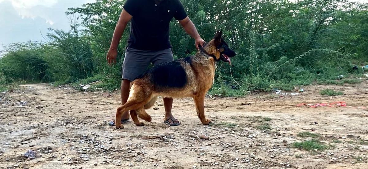 Anna (2020) | German Shepherd Dog 