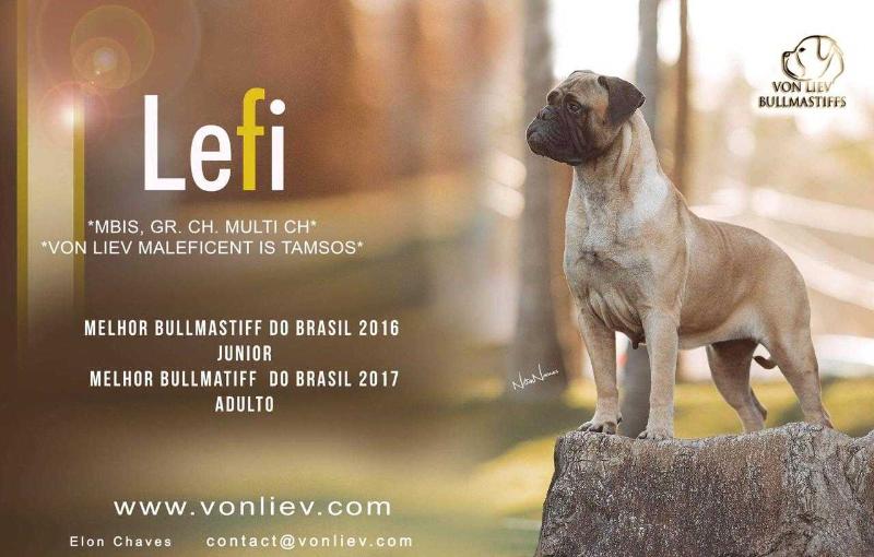 Von Liev Maleficent is Tamsos | Bullmastiff 