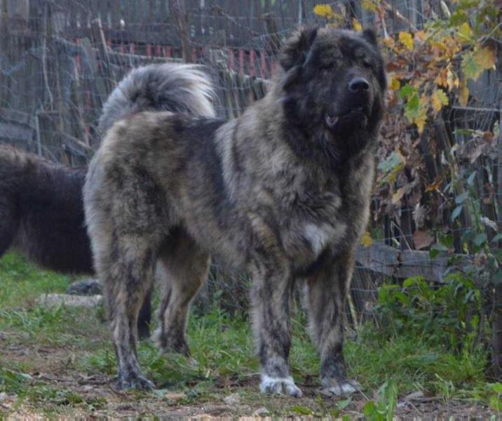 Ya-Rasha Canisa De Marcus (ROU) | Caucasian Mountain Dog 