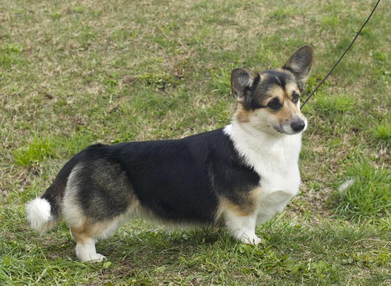 Elfborg Monpasie | Pembroke Welsh Corgi 