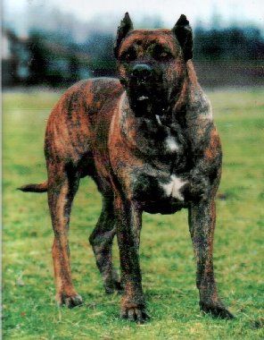 Thor | Perro de Presa Canario 