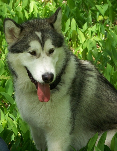 ROB ROY Illa Kuvianartok | Alaskan Malamute 