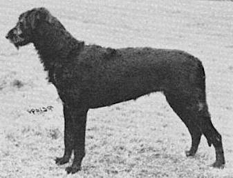 Brackenford Maureen of Boroughbury | Irish Wolfhound 
