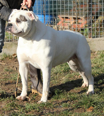 Divine bull's des loups d'aphrodite | American Bulldog 