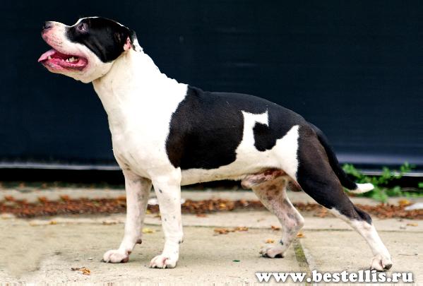 Ast Best Elli's Ballu Antonuan King I | American Staffordshire Terrier 