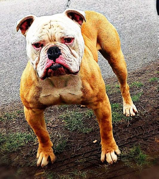Blondbulls Olgrim Doomhammer | American Bulldog 