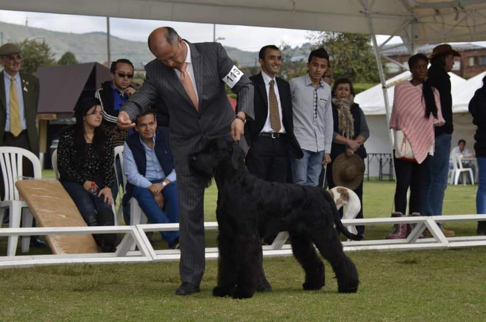 Kongo z tartaku | Giant Schnauzer 