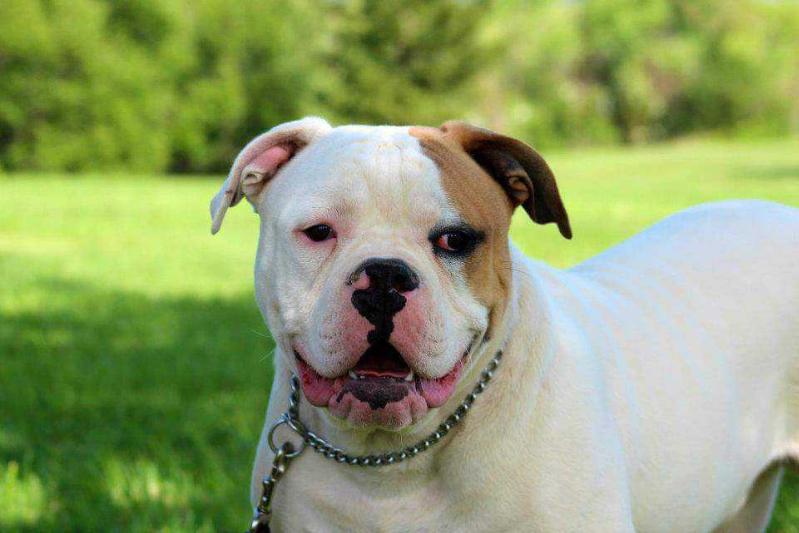 Birt's Rocco | American Bulldog 