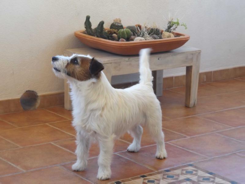 Barabba | Jack Russell Terrier 