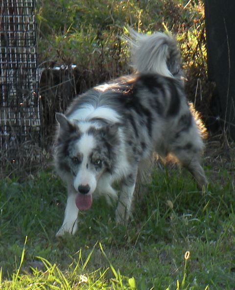 Dash ABC 298463 | Border Collie 