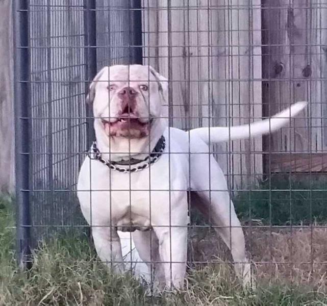 Boss of H-Town | American Bulldog 