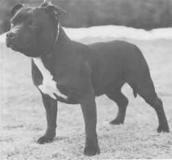 Belnite Belladonna | Staffordshire Bull Terrier 