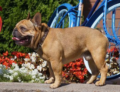 Verdant's North West Legend "Boss" | French Bulldog 