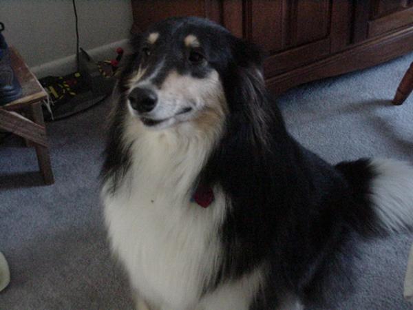 Shiloh's Shanah at Dusk | Rough Collie 