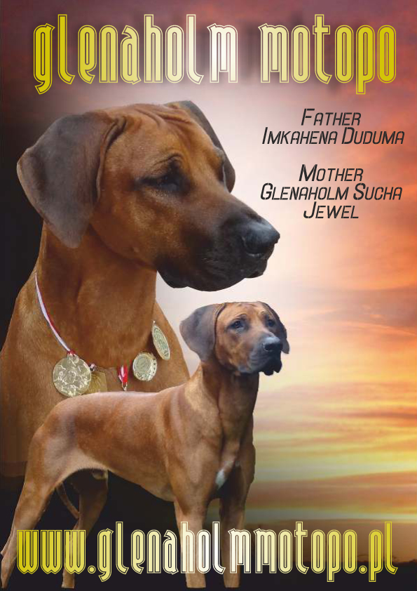 Glenaholm Motopo | Rhodesian Ridgeback 