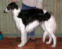 Lynx High Fidelity | Borzoi 