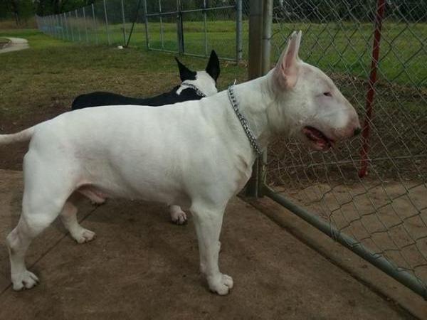 azonax archer | Bull Terrier 