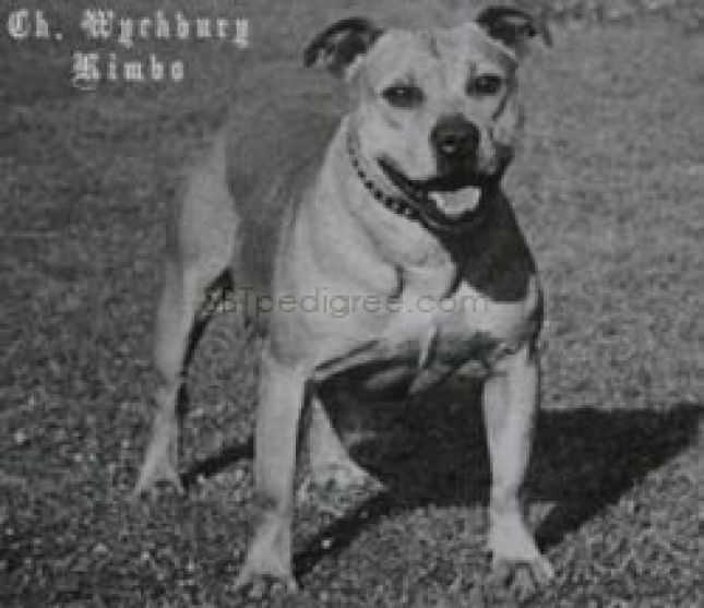 Wychbury Kimbo | Staffordshire Bull Terrier 