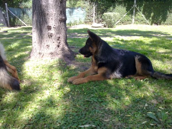 Cattanea Von Ruffas | German Shepherd Dog 
