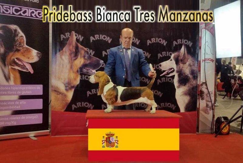 Pridebass Bianca Tres Manzanas | Basset Hound 